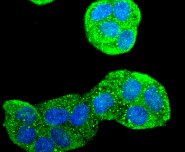 CD206 (MMR) Antibody in Immunocytochemistry (ICC/IF)