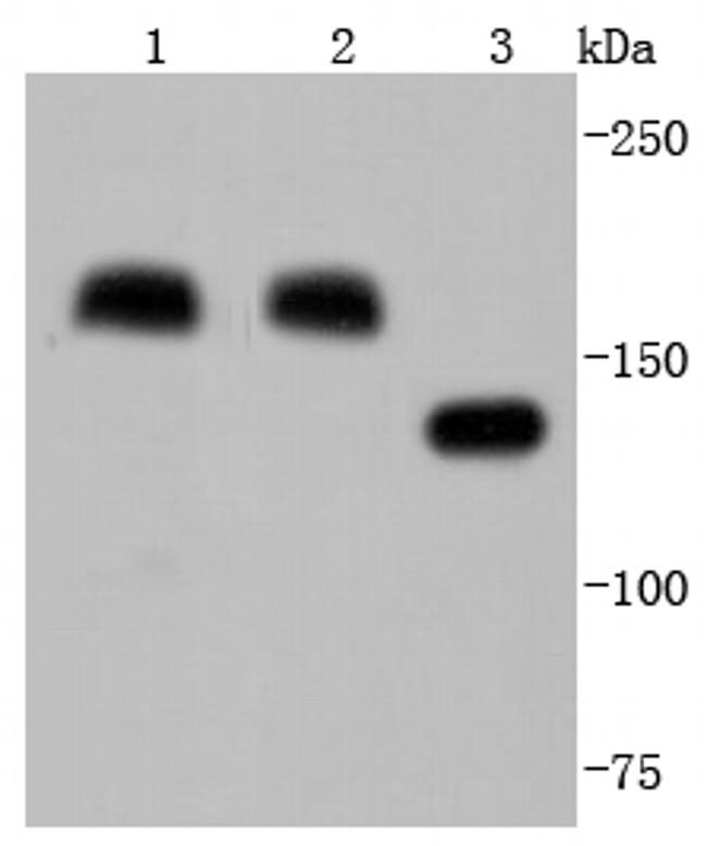 CD206 (MMR) Antibody in Western Blot (WB)