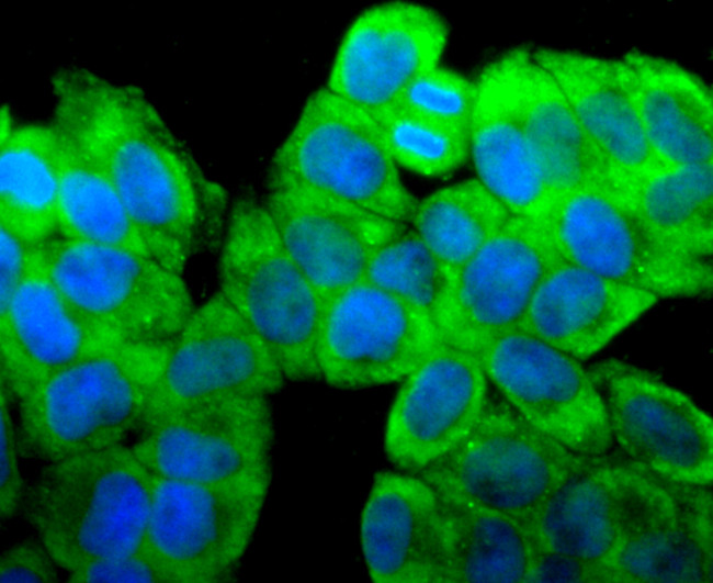 RPSA Antibody in Immunocytochemistry (ICC/IF)