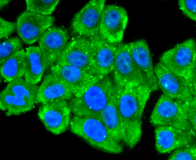 RPSA Antibody in Immunocytochemistry (ICC/IF)