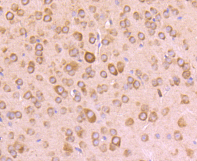 RPSA Antibody in Immunohistochemistry (Paraffin) (IHC (P))