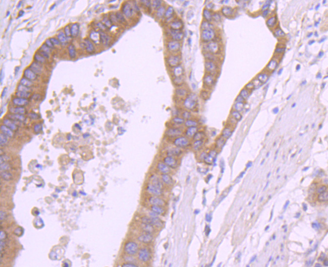 RPSA Antibody in Immunohistochemistry (Paraffin) (IHC (P))