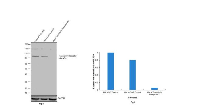 CD71 (Transferrin Receptor) Antibody in Western Blot (WB)