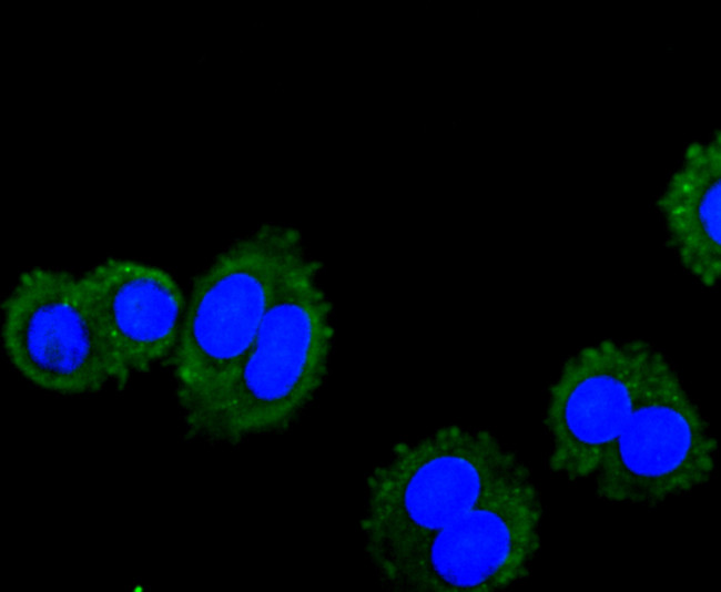 VAMP8 Antibody in Immunocytochemistry (ICC/IF)