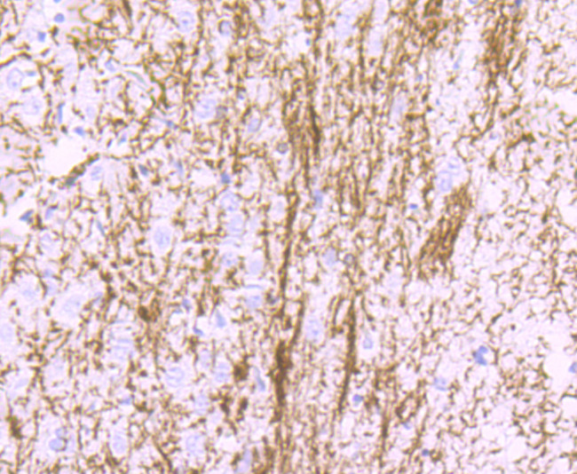 MBP Antibody in Immunohistochemistry (Paraffin) (IHC (P))