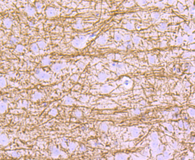 MBP Antibody in Immunohistochemistry (Paraffin) (IHC (P))