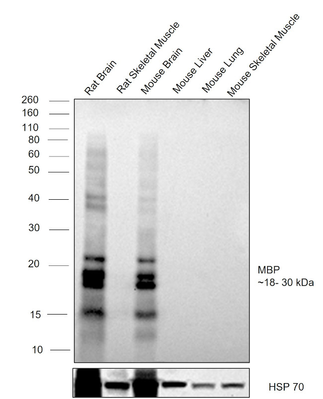 MBP Antibody in Western Blot (WB)