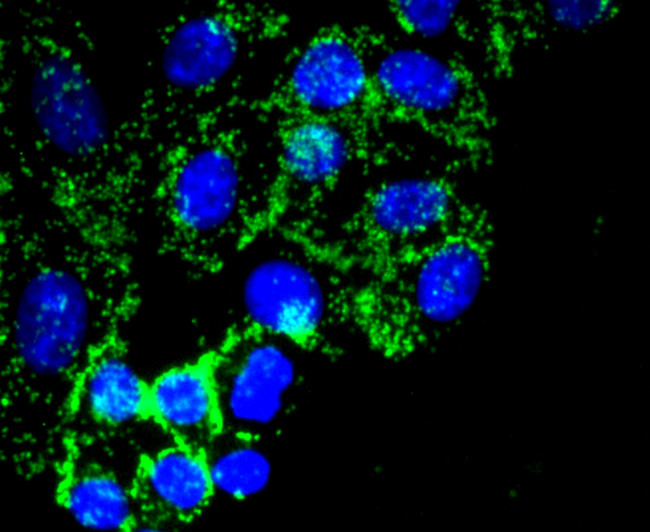 Fibronectin Antibody in Immunocytochemistry (ICC/IF)