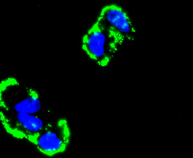 Fibronectin Antibody in Immunocytochemistry (ICC/IF)