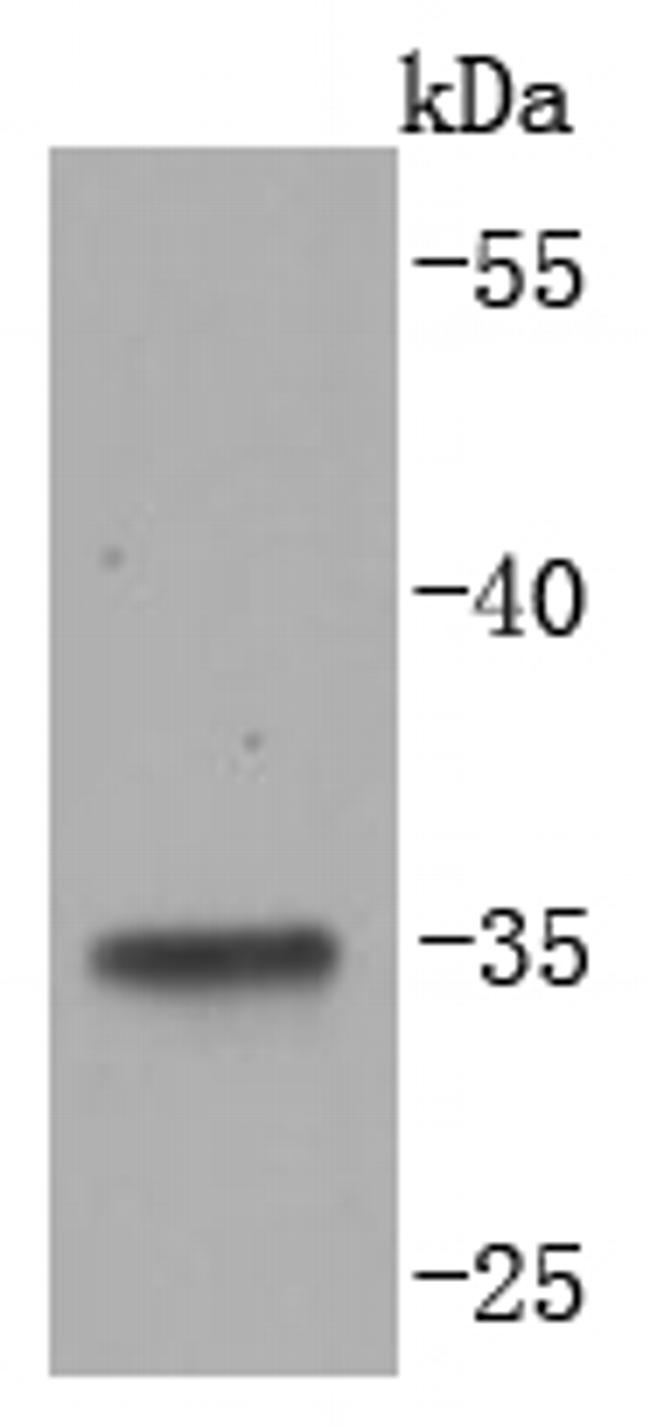 LYVE1 Antibody in Western Blot (WB)