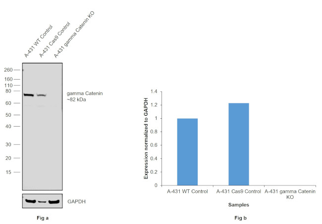 gamma Catenin Antibody in Western Blot (WB)