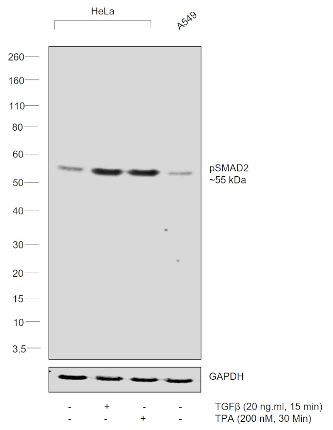 Phospho-SMAD2 (Ser255) Antibody in Western Blot (WB)