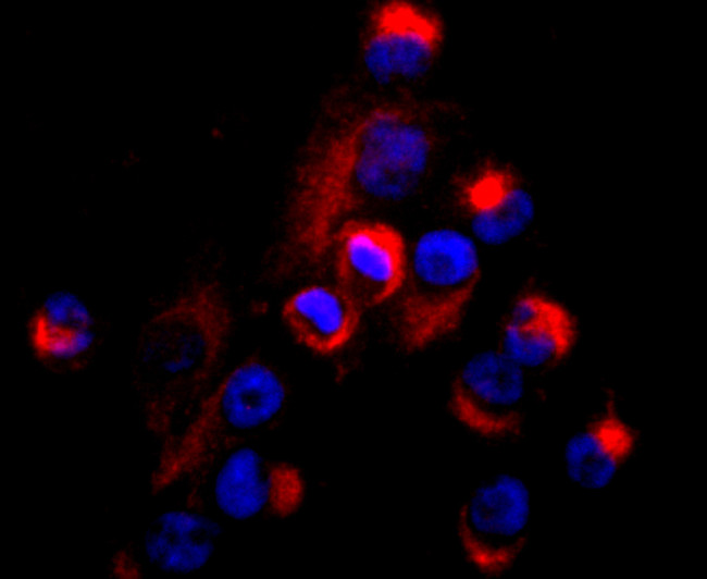 CD99 Antibody in Immunocytochemistry (ICC/IF)