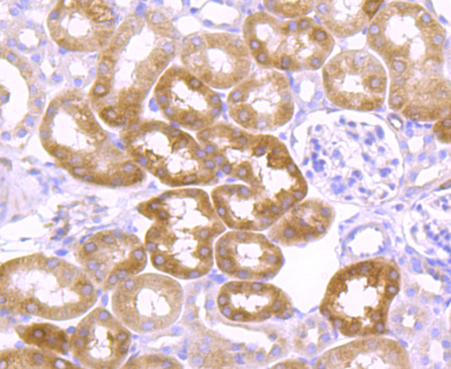 AGO2 Antibody in Immunohistochemistry (Paraffin) (IHC (P))