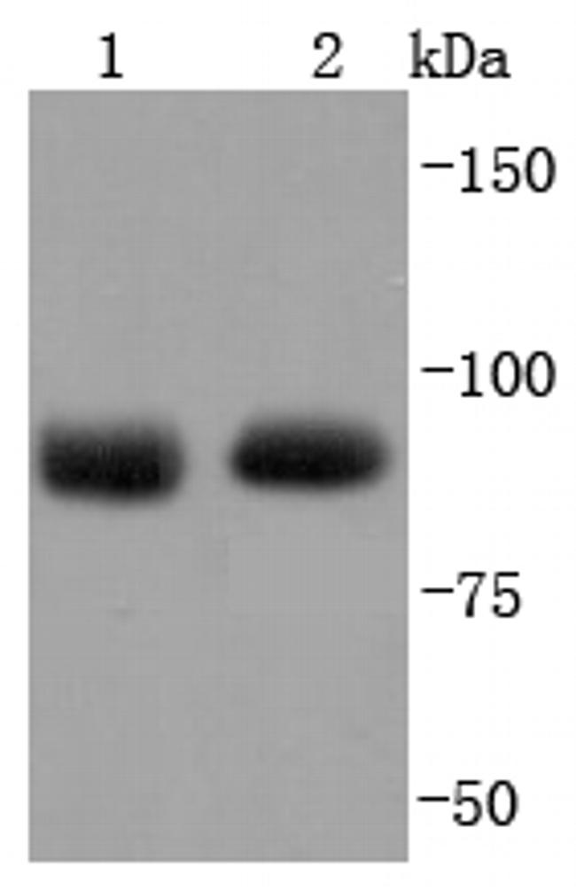 AGO2 Antibody in Western Blot (WB)