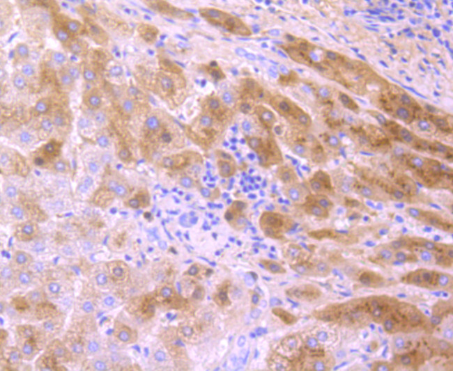 Transthyretin Antibody in Immunohistochemistry (Paraffin) (IHC (P))