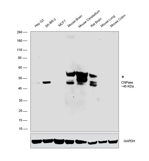 CNPase Antibody in Western Blot (WB)