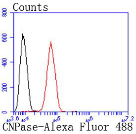 CNPase Antibody in Flow Cytometry (Flow)