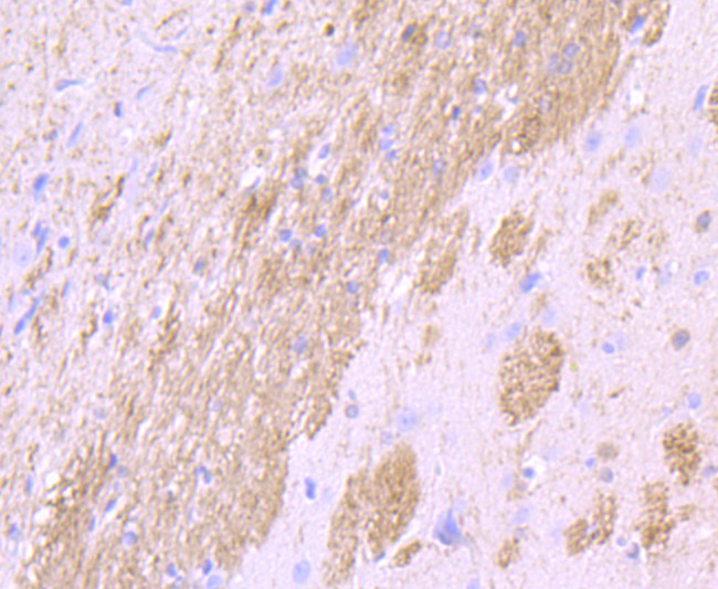 CNPase Antibody in Immunohistochemistry (Paraffin) (IHC (P))