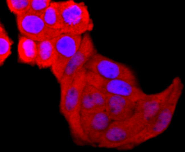 Galectin 3 Antibody in Immunocytochemistry (ICC/IF)