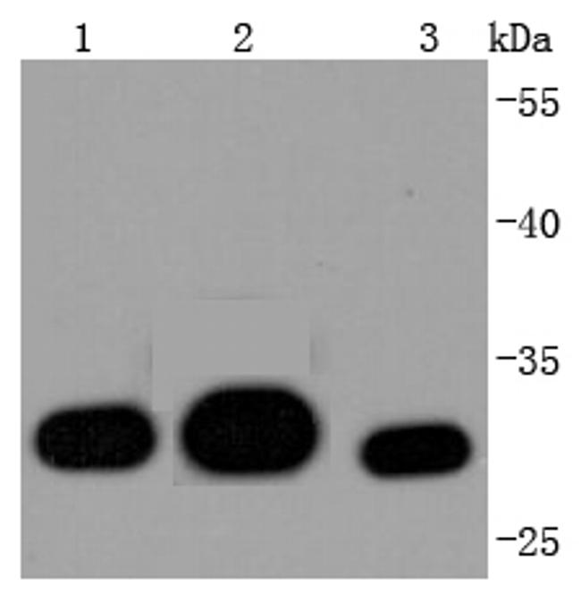 Galectin 3 Antibody in Western Blot (WB)