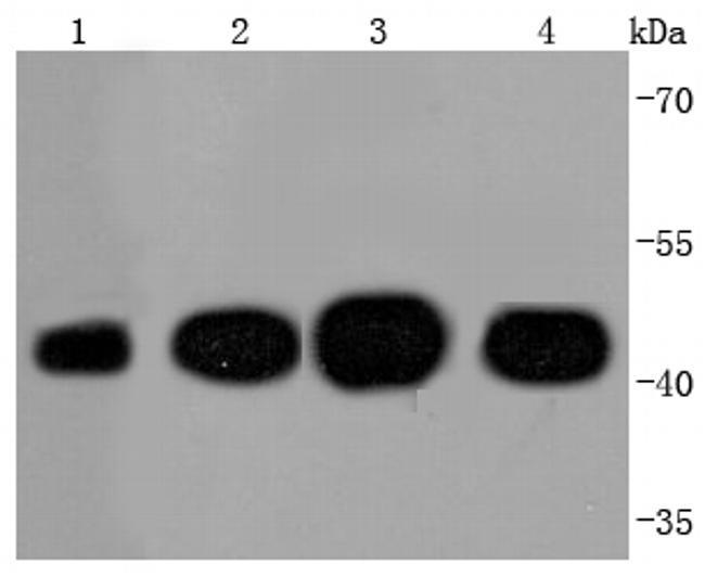 Actin Antibody in Western Blot (WB)