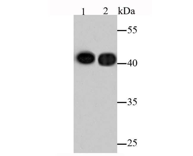 Actin Antibody in Western Blot (WB)