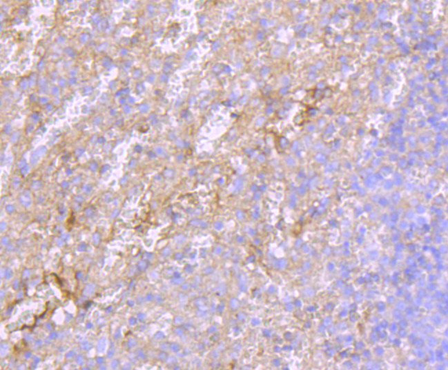 Albumin Antibody in Immunohistochemistry (Paraffin) (IHC (P))