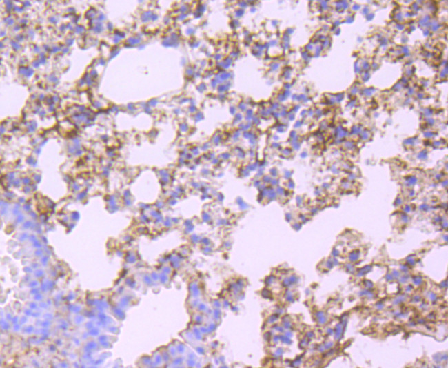 Albumin Antibody in Immunohistochemistry (Paraffin) (IHC (P))