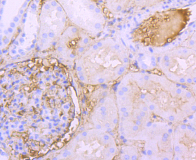 Albumin Antibody in Immunohistochemistry (Paraffin) (IHC (P))