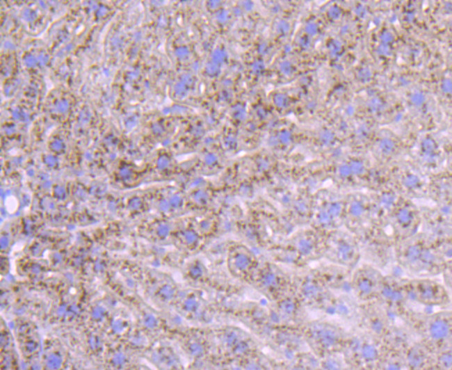 Albumin Antibody in Immunohistochemistry (Paraffin) (IHC (P))