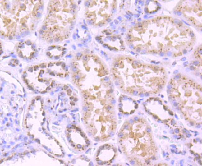 TGN46 Antibody in Immunohistochemistry (Paraffin) (IHC (P))