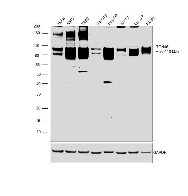 TGN46 Antibody in Western Blot (WB)