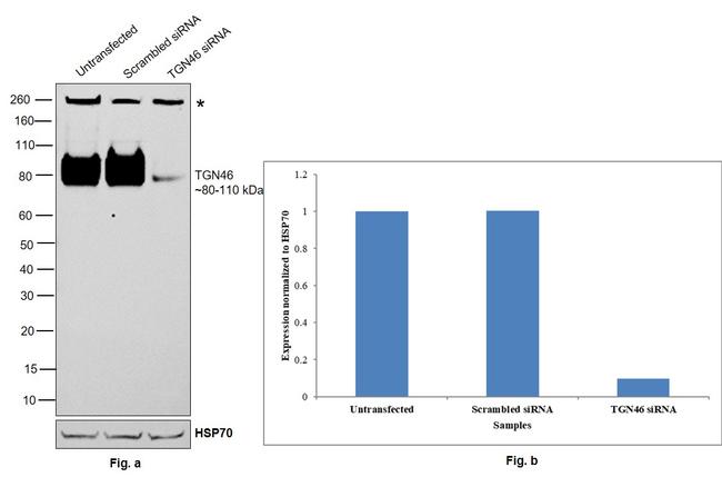 TGN46 Antibody in Western Blot (WB)