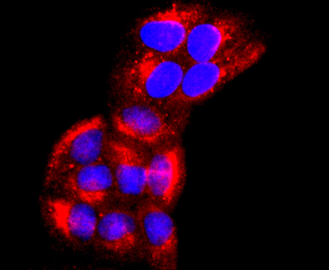 CD147 Antibody in Immunocytochemistry (ICC/IF)