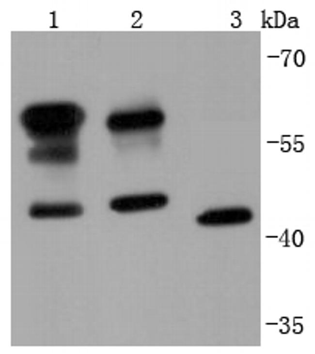 CD147 Antibody in Western Blot (WB)