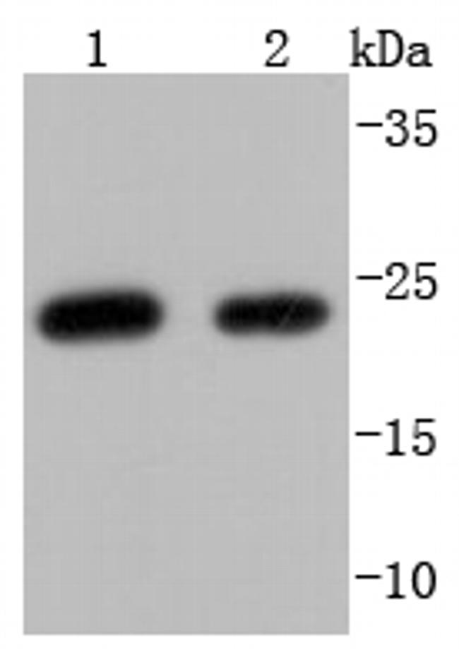 WFDC2 Antibody in Western Blot (WB)