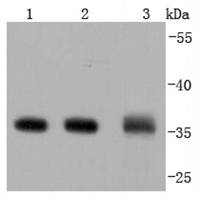 Annexin V Antibody in Western Blot (WB)