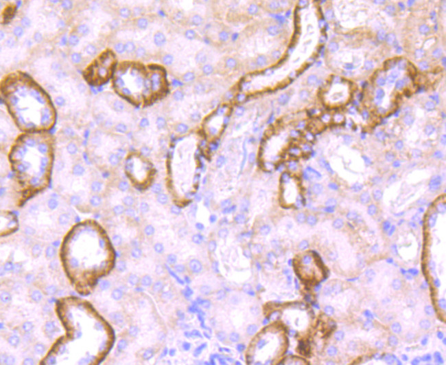 Jagged1 Antibody in Immunohistochemistry (Paraffin) (IHC (P))