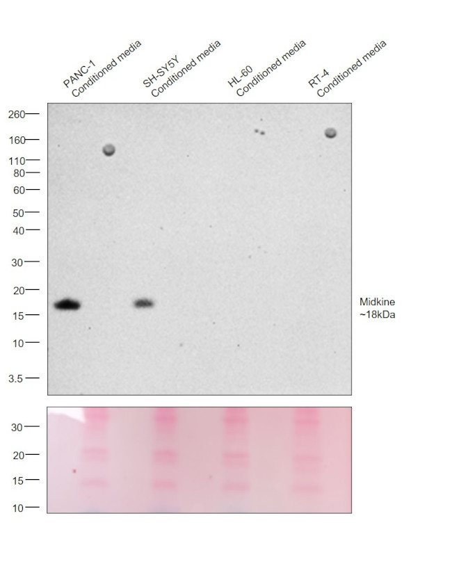 Midkine Antibody