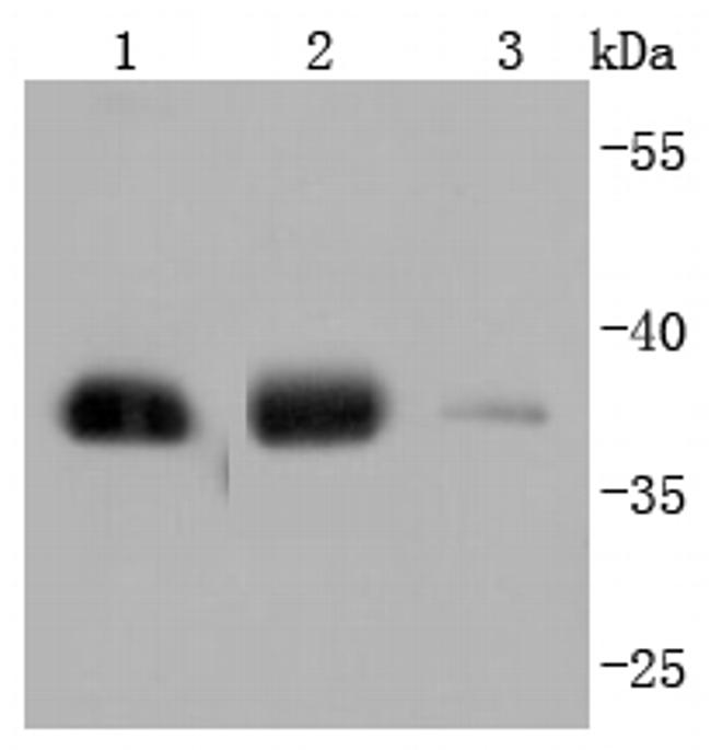 GAPDH Antibody in Western Blot (WB)