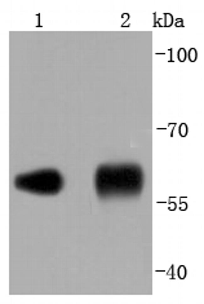 PDI Antibody in Western Blot (WB)