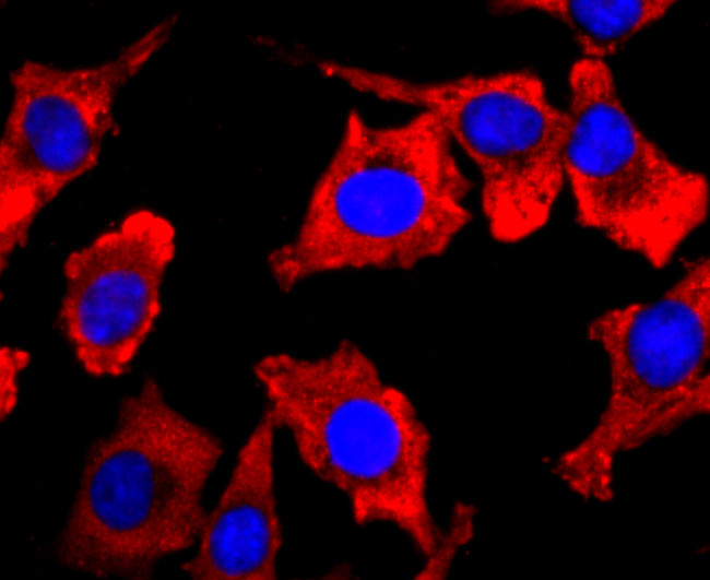 PDHA1 Antibody in Immunocytochemistry (ICC/IF)