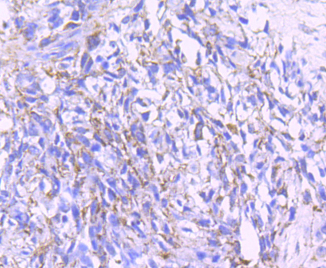 PDHA1 Antibody in Immunohistochemistry (Paraffin) (IHC (P))