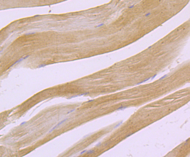 PDHA1 Antibody in Immunohistochemistry (Paraffin) (IHC (P))