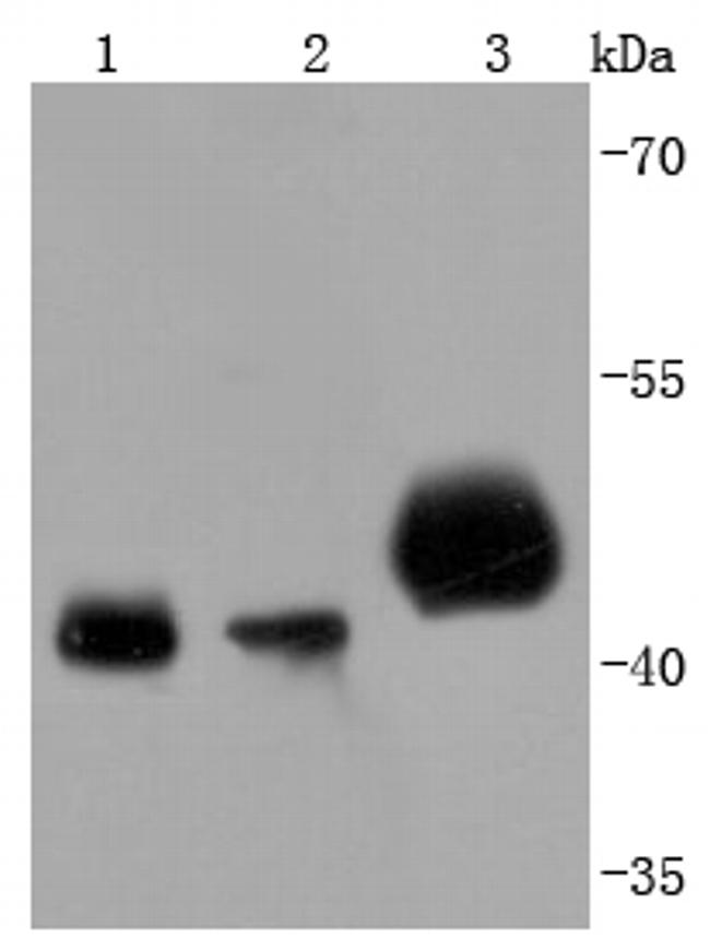 PDHA1 Antibody in Western Blot (WB)