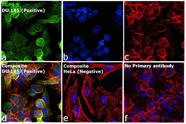 PGP9.5 Antibody in Immunocytochemistry (ICC/IF)