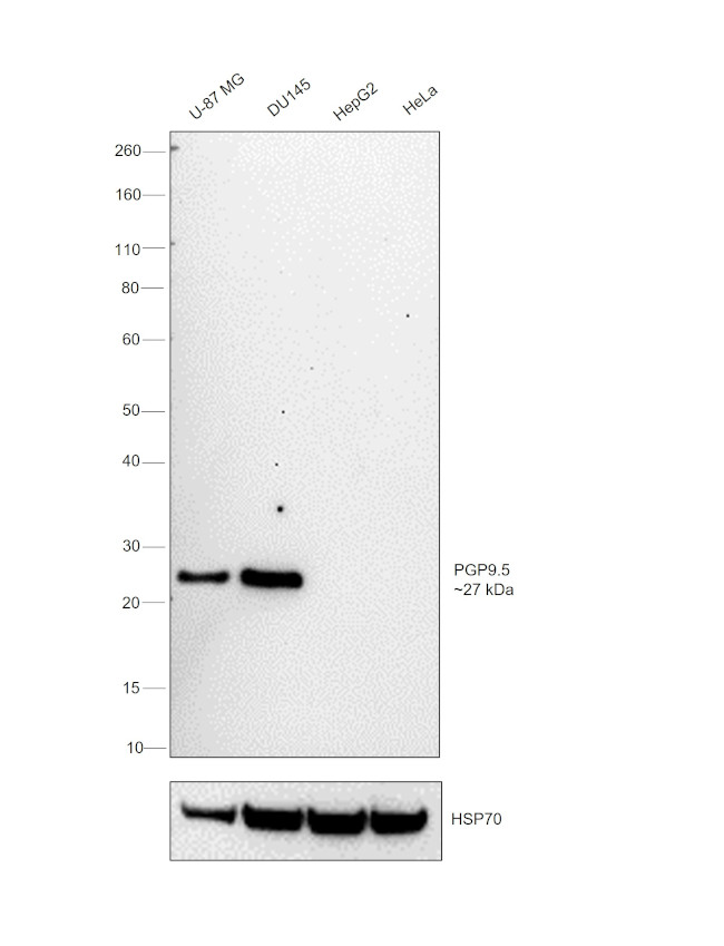 PGP9.5 Antibody in Western Blot (WB)