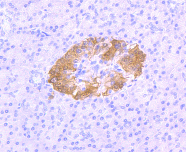 PGP9.5 Antibody in Immunohistochemistry (Paraffin) (IHC (P))