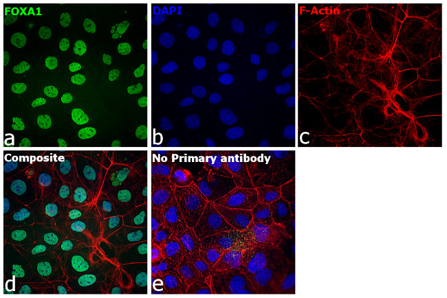 FOXA1 Antibody in Immunocytochemistry (ICC/IF)